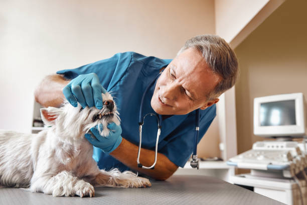 Best Weekend Emergency Dentist in Woodstock, GA